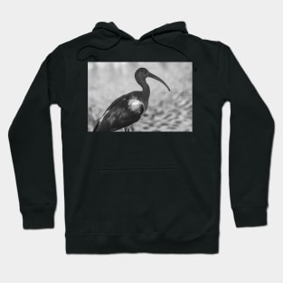 American white ibis   black and white 3 Hoodie